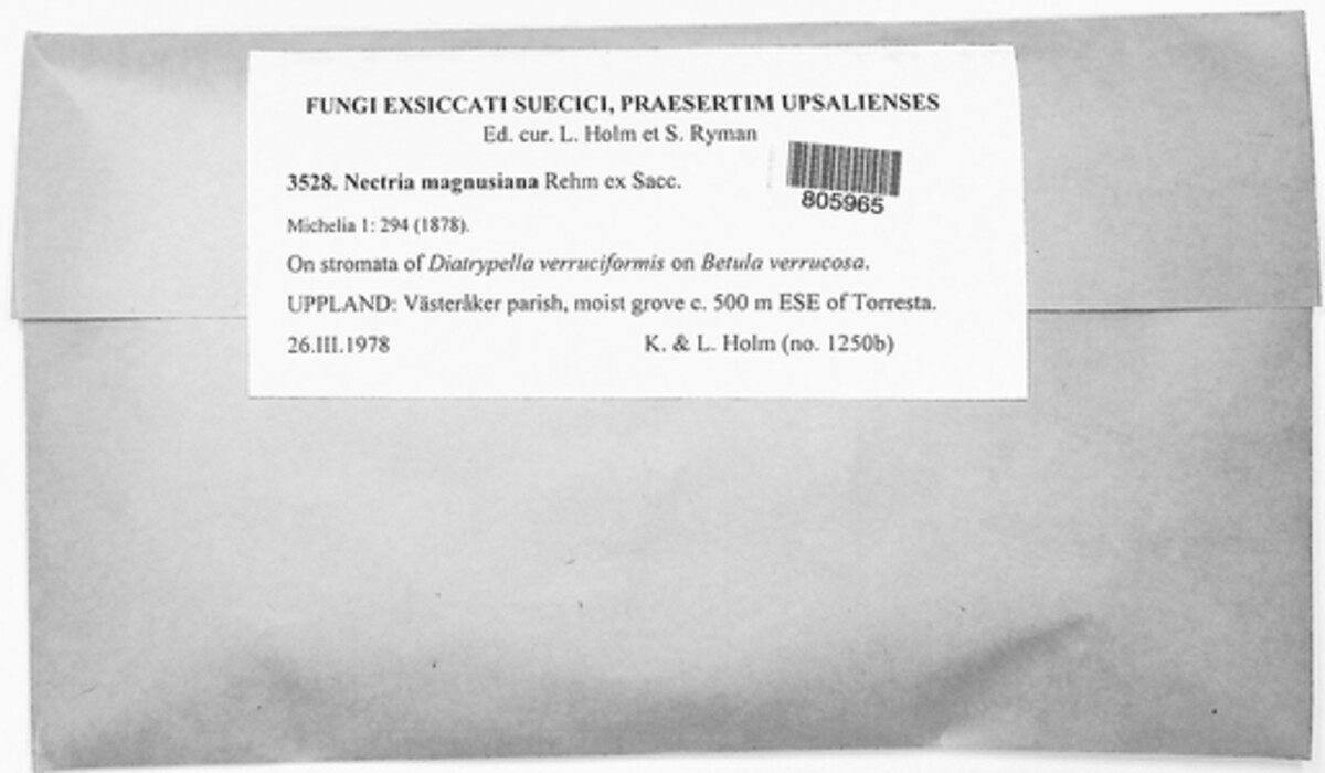 Dialonectria magnusiana image